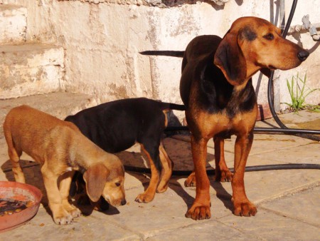 Νο.71 Cersei&Κουτάβια