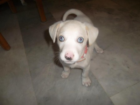 Νο.81 Χιονούλα