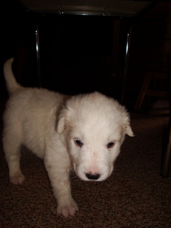 No.85 Aσπρούλης