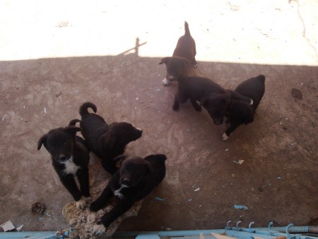 Νο.87 Κουτάβια Σκάλας