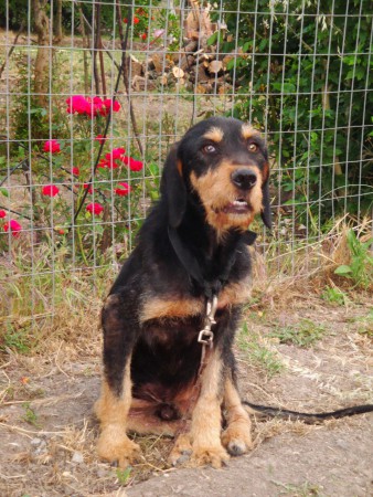 Νο.89 Έκτωρας